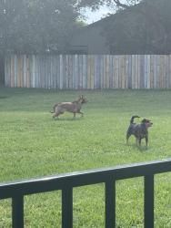 Found/Stray Unknown Dog last seen Eagle circle and misty morning place , Casselberry, FL 32707