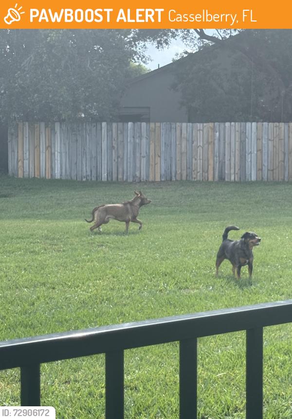 Found/Stray Unknown Dog last seen Eagle circle and misty morning place, Casselberry, FL 32707
