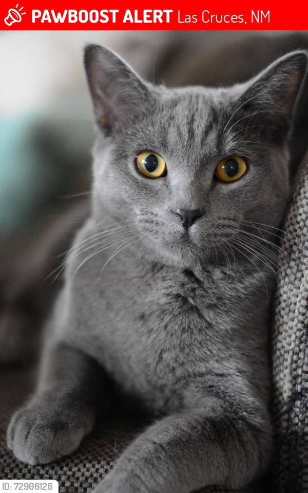 Lost Female Cat last seen Calle de Estrellas, Las Cruces, NM 88012
