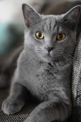 Lost Female Cat last seen Calle de Estrellas, Las Cruces, NM 88012