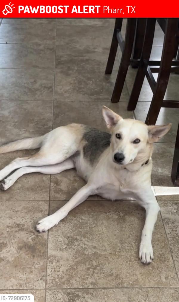 Lost Female Dog last seen Near Walmart by Jackson & er Rd, Pharr, TX 78577