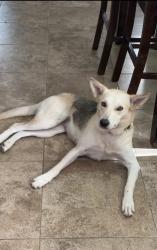 Lost Female Dog last seen Near Walmart by Jackson & er Rd, Pharr, TX 78577