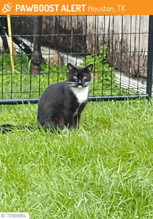 Found/Stray Male Cat last seen Sabo & Fuqua Houston Texas , Houston, TX 77089