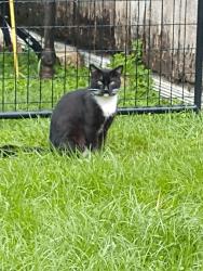 Found/Stray Male Cat last seen Sabo & Fuqua Houston Texas , Houston, TX 77089