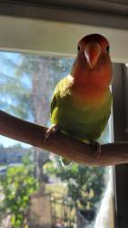 Lost Unknown Bird last seen Orange and 13th st, Highland, CA 92346
