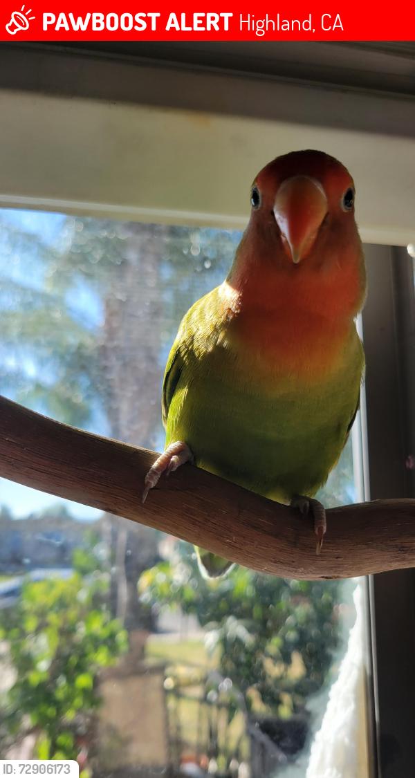Lost Unknown Bird last seen Orange and 13th st, Highland, CA 92346