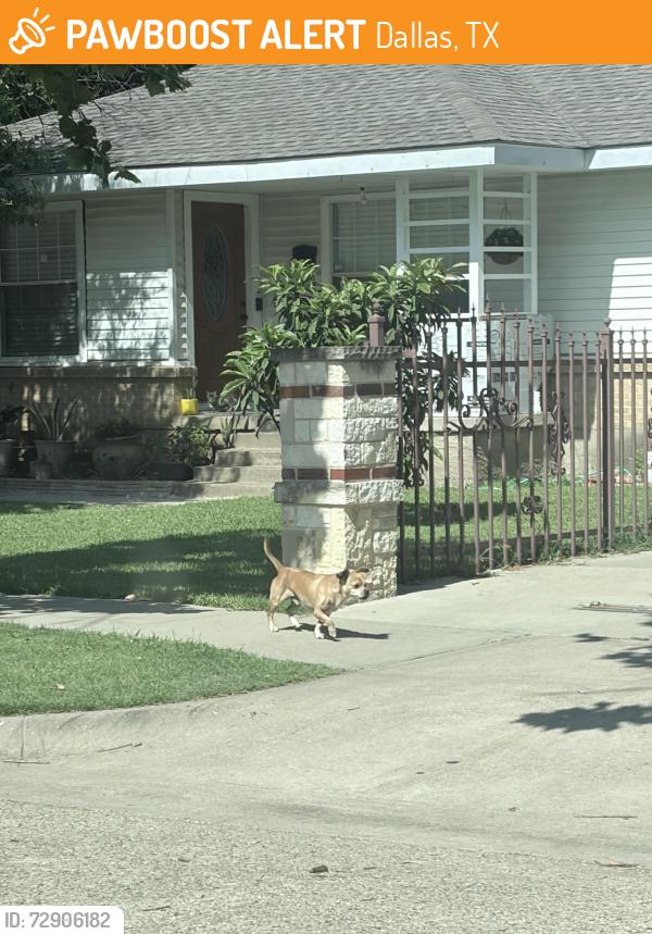 Found/Stray Unknown Dog last seen Franklin st and poinsettia , Dallas, TX 75211