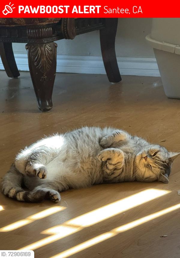 Lost Male Cat last seen Timberlane Way and Corkwood Ave, Santee, CA 92071