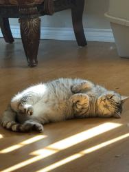 Lost Male Cat last seen Timberlane Way and Corkwood Ave, Santee, CA 92071