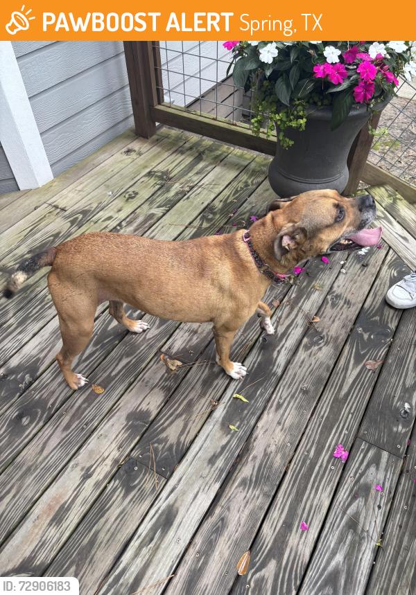Found/Stray Female Dog last seen hse 527 front porch, Spring, TX 77388