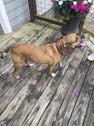 Found/Stray Female Dog last seen hse 527 front porch, Spring, TX 77388