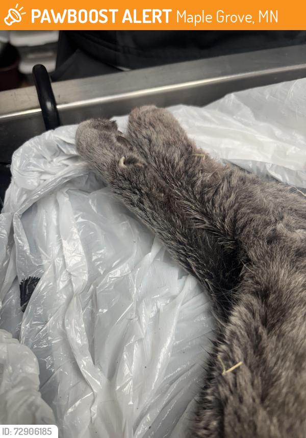 Found/Stray Unknown Cat last seen On Elm Creek Blvd between 89th Pl N and Rice Lake Elementary, Maple Grove, MN 55369