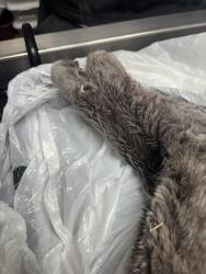Found/Stray Unknown Cat last seen On Elm Creek Blvd between 89th Pl N and Rice Lake Elementary, Maple Grove, MN 55369