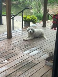 Found/Stray Male Dog last seen E 341 Loop Jay, OK, Delaware County, OK 74346