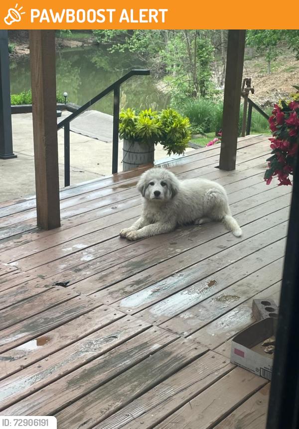 Found/Stray Male Dog last seen E 341 Loop Jay, OK, Delaware County, OK 74346