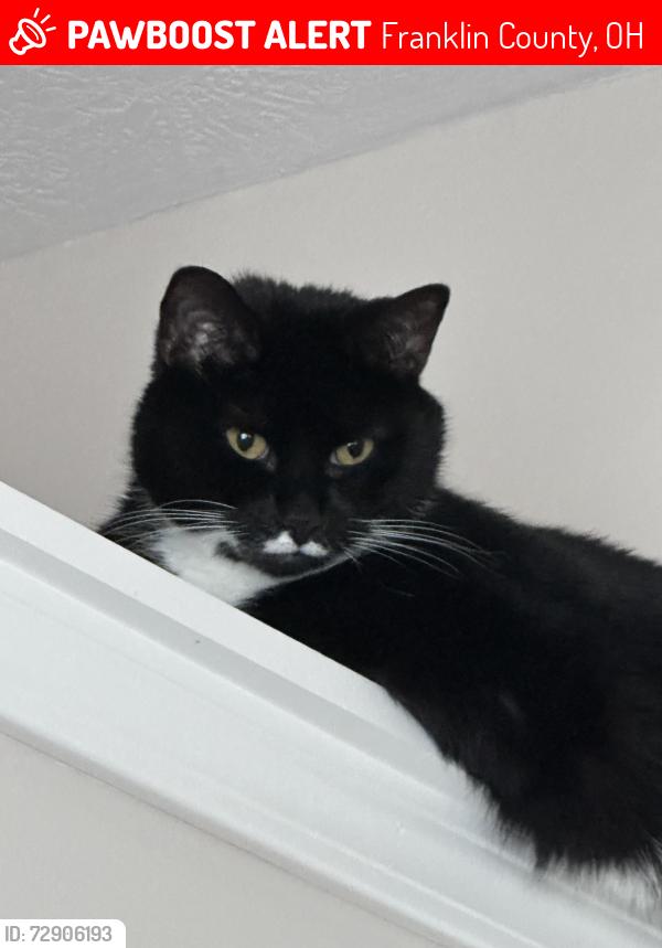 Lost Male Cat last seen Hayden run. Davidson, Franklin County, OH 43026
