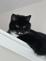 Lost Male Cat last seen Hayden run. Davidson, Franklin County, OH 43026
