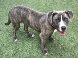 Shelter Stray Female Dog last seen , Los Angeles, CA 91405
