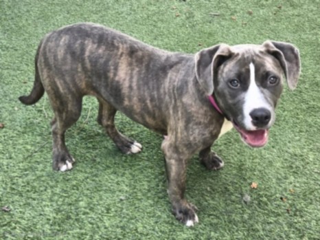 Shelter Stray Female Dog last seen , Los Angeles, CA 91405