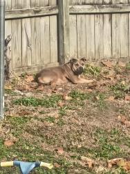 Lost Female Dog last seen Peppermill dr off Winchester , Memphis, TN 38125
