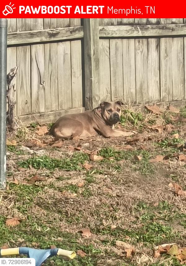 Lost Female Dog last seen Peppermill dr off Winchester , Memphis, TN 38125