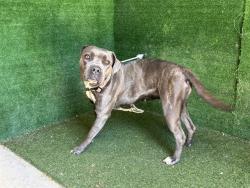 Shelter Stray Female Dog last seen , Quartz Hill, CA 93536