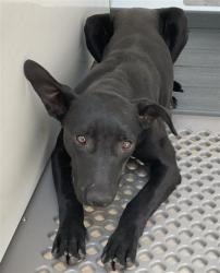 Shelter Stray Female Dog last seen Near BLOCK W BASELINE, San Bernardino, CA 92401