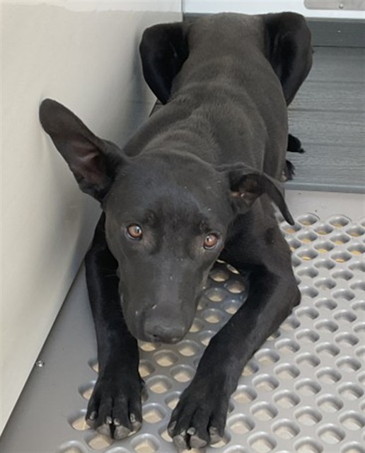 Shelter Stray Female Dog last seen Near BLOCK W BASELINE, San Bernardino, CA 92401