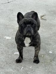 Lost Male Dog last seen Long Beach & Santa Fe , South Gate, CA 90280