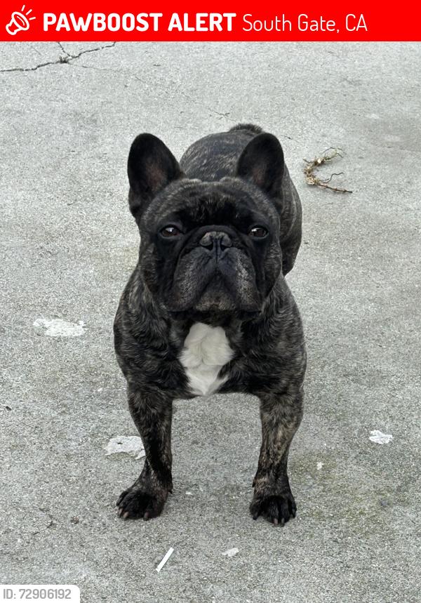 Lost Male Dog last seen Long Beach & Santa Fe , South Gate, CA 90280