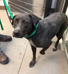Shelter Stray Male Dog last seen , Tucson, AZ 85745