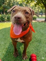 Shelter Stray Female Dog last seen Near BLOCK NW 55TH ST,, Doral, FL 33122