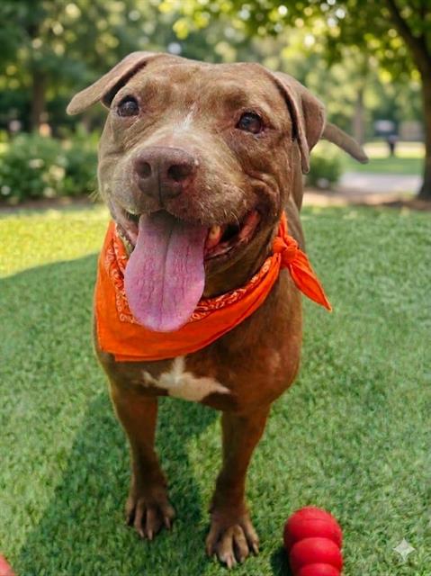Shelter Stray Female Dog last seen Near BLOCK NW 55TH ST,, Doral, FL 33122