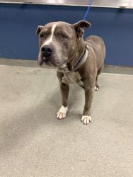 Shelter Stray Male Dog last seen Near BLOCK NW 118TH ST, Doral, FL 33122