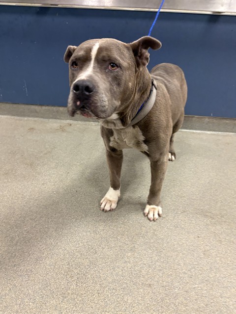 Shelter Stray Male Dog last seen Near BLOCK NW 118TH ST, Doral, FL 33122