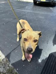 Shelter Stray Female Dog last seen Near BLOCK NW 70TH ST, Doral, FL 33122