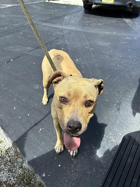 Shelter Stray Female Dog last seen Near BLOCK NW 70TH ST, Doral, FL 33122