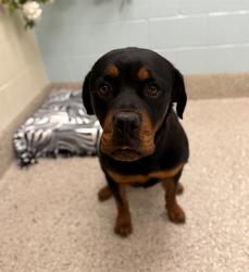 Shelter Stray Female Dog last seen Near BLOCK BRIGHTON RD, Brighton, CO 80601