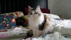 Lost Female Cat last seen Near second hse after the left curve from Hood onto Coleman, Jacksonville, FL 32257