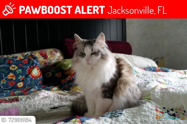 Lost Female Cat last seen Near second hse after the left curve from Hood onto Coleman, Jacksonville, FL 32257