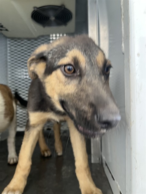 Shelter Stray Female Dog last seen Near BLOCK KEARNEY AVE, LAMONT CA 93241, Bakersfield, CA 93308