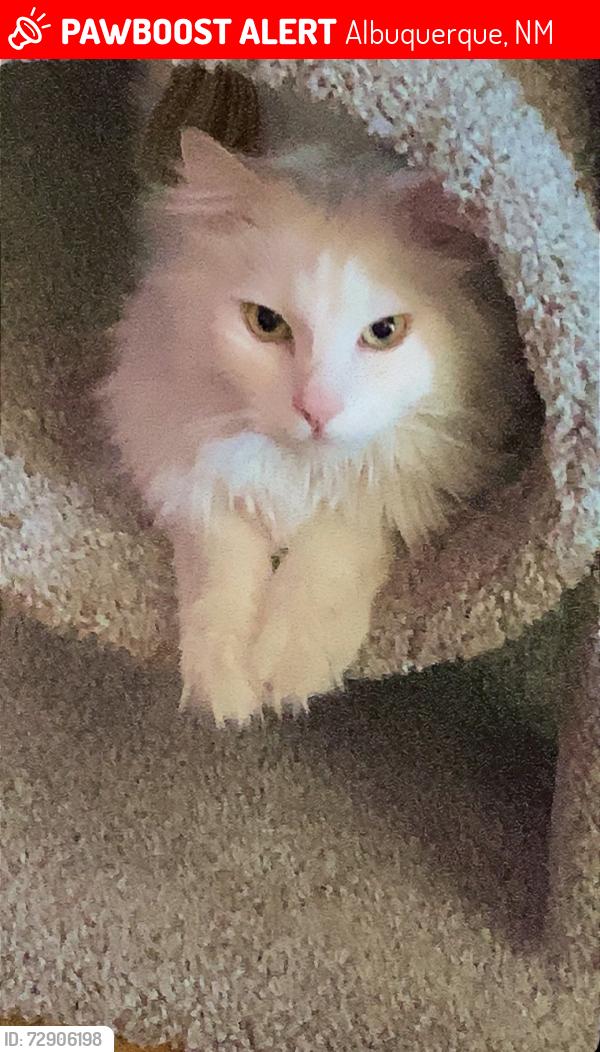 Lost Male Cat last seen Savoy Dr and Jamestown Rd NW, Albuquerque, NM 87114