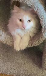 Lost Male Cat last seen Savoy Dr and Jamestown Rd NW, Albuquerque, NM 87114