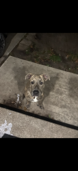 Reunited Male Dog last seen Near Merle st, Pasadena, TX 77502