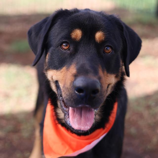 Shelter Stray Male Dog last seen Near BLOCK GROBE DR, San Antonio, TX 78227