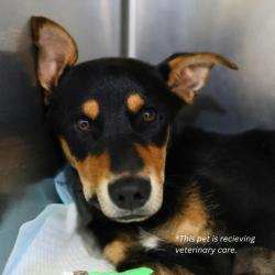 Shelter Stray Male Dog last seen Near BLOCK ARAGON, San Antonio, TX 78227