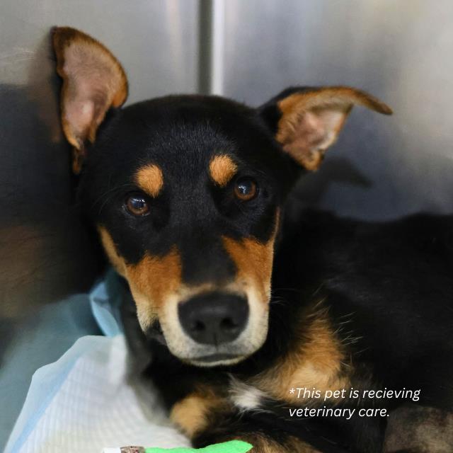 Shelter Stray Male Dog last seen Near BLOCK ARAGON, San Antonio, TX 78227