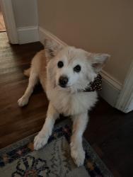 Reunited Male Dog last seen Woodford Road & Yarmouth LN, Lewisville, NC 27023