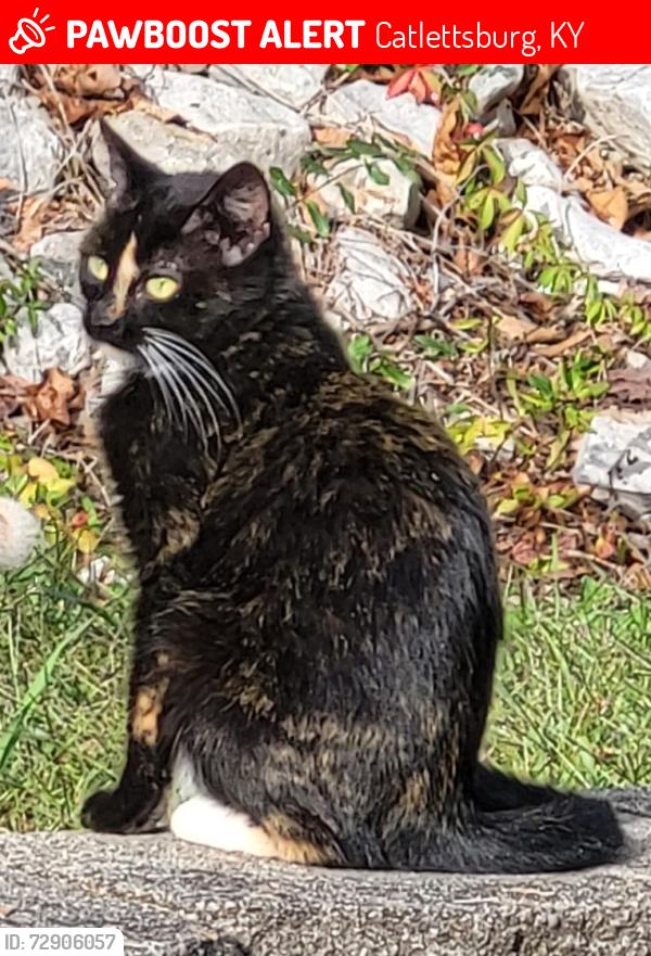 Lost Female Cat last seen Shopes creek, Catlettsburg, KY 41129