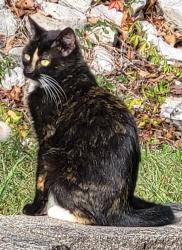 Lost Female Cat last seen Shopes creek, Catlettsburg, KY 41129